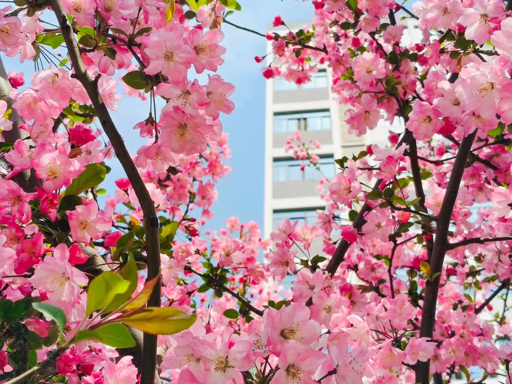 香港彩六宝典资料