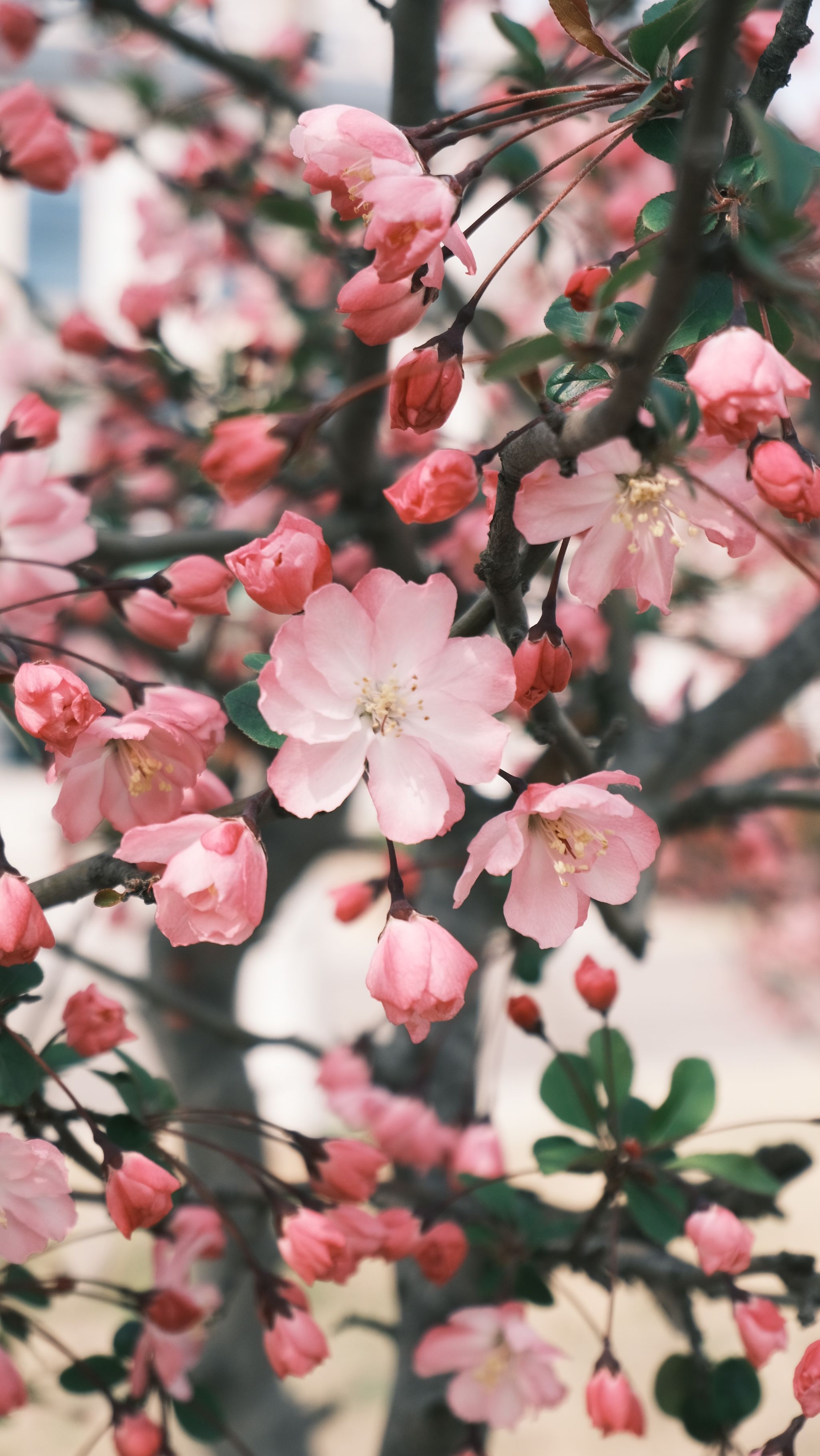 香港彩六宝典资料