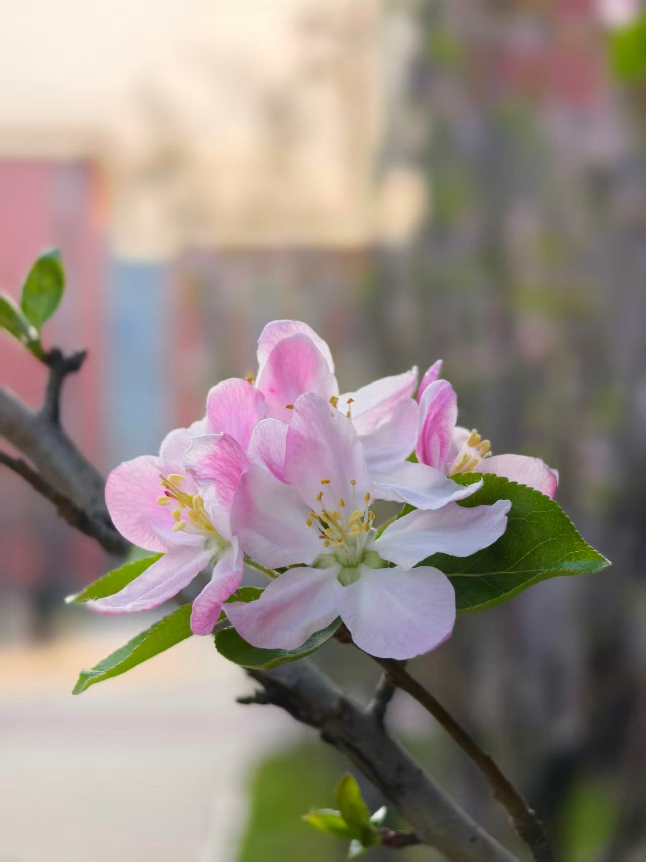 香港彩六宝典资料