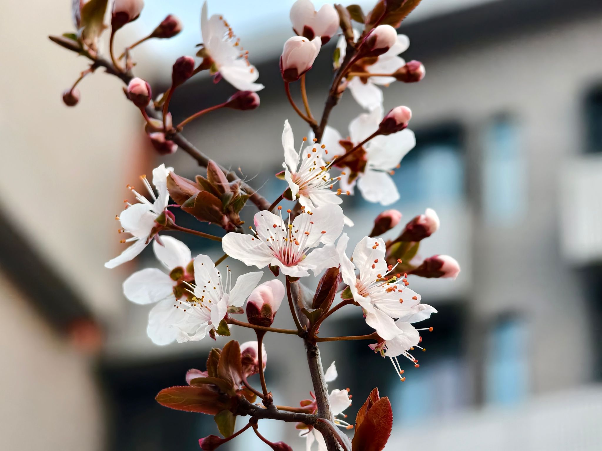 香港彩六宝典资料