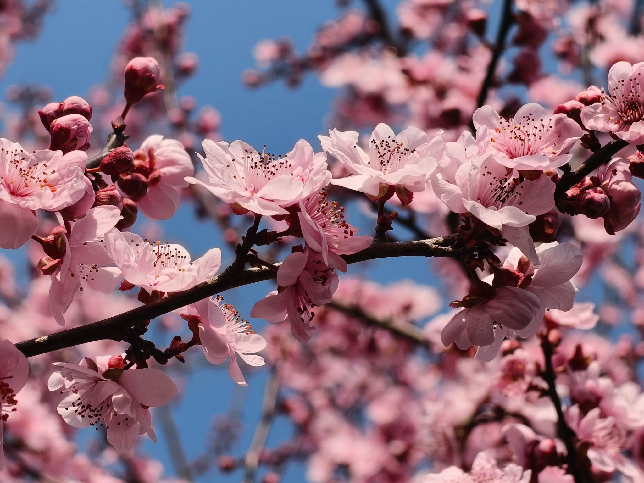 香港彩六宝典资料